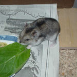 小松菜を食べるユウキ