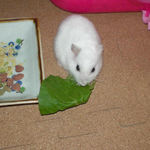 小松菜を食べるアイ