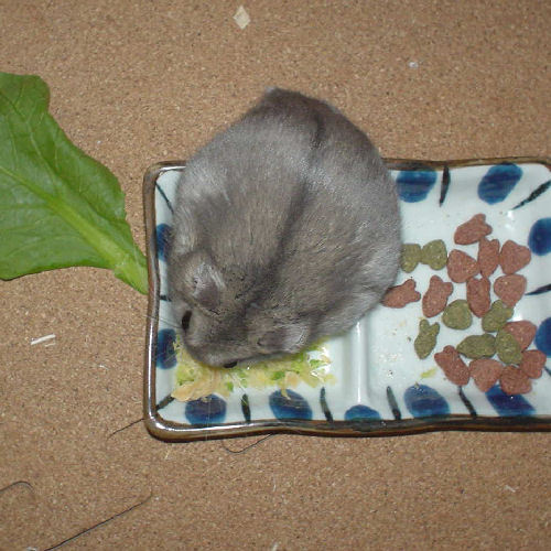 乾燥キャベツを食べるコーキ