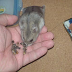 蕎麦の実に食いつくコーキ