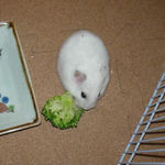 ブロッコリーを食べるアイ