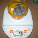 コーキは体重変わらず