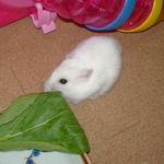 小松菜を食べるアイ