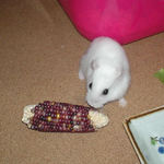 インディアンコーンに齧りつくアイ