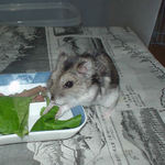 小松菜を食べるユウキ