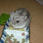 ミートジャーキーを詰め込んだコーキ