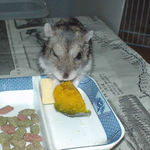 カボチャを食べるユウキ