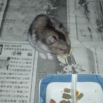 高野豆腐を食べるユウキ