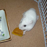 かぼちゃに食いつくアイ