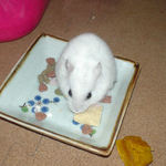 高野豆腐を食べるアイ