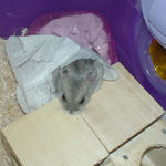 顔だけで出してるコーキ