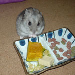 かぼちゃに食いついているコーキ