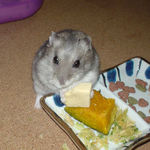 高野豆腐を食べるコーキ