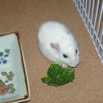 ブロッコリーに食いつくアイ