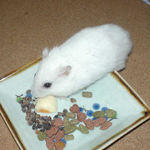 チーズを食べるアイ