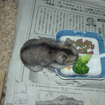 ブロッコリーを食べるユウキ