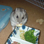 チーズに食いつくコーキ