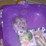 ブロッコリーを食べるコーキ