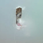 今日もケージカジカジ