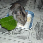 ちびっこクロワッサンを食べるユウキ