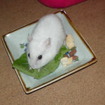 小松菜を食べるアイ