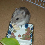 ちびっこクロワッサンに食いつくコーキ