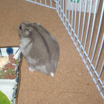 まるまるしてきました