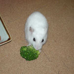 ブロッコリーを食べるアイ