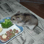 ブロッコリーに食いつくユウキ