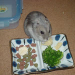 高野豆腐に食いついているコーキ