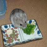 ブロッコリーを食べるコーキ