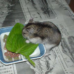 小松菜に食いつくユウキ