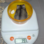 ユウキはさらに体重減少