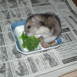 ブロッコリーに食いつくユウキ