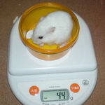 アイも体重減少