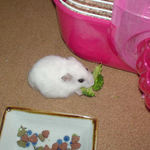 ブロッコリーに食いつくアイ