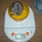 コーキも少し体重減少