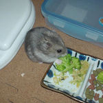 ブロッコリーに食いつくコーキ