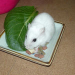 チーズを食べるアイ