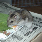 チーズを食べるユウキ