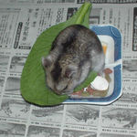 小松菜に食いつくユウキ