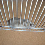 サークル内を散歩中のコーキ