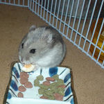 チーズに食いつくコーキ