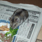 ブロッコリーを食べるユウキ