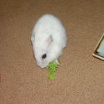 ブロッコリーを食べるアイ