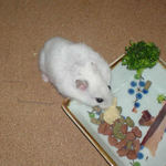 高野豆腐を食べるアイ