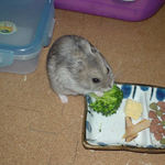 ブロッコリーを食べるコーキ