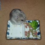 かつおぶしをたべるコーキ