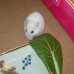 小松菜を食べるアイ