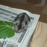 小松菜に食いつくユウキ